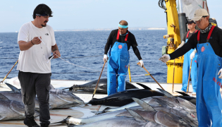 An observer (L) of International Commission for the Conservation of Atlantic Tunas (ICCAT) measures Bluefin tuna on Ocean Star, an ultra-low temperature processing and transportation vessel of China on the Mediterranean sea east of Malta, Oct. 9, 2026. (Xinhua/Li Jing)