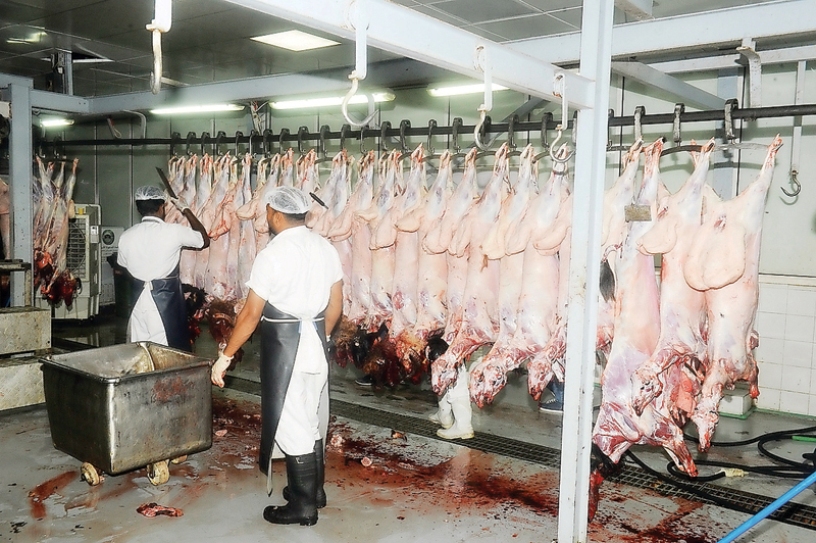Scarified animals of charity organisations at the automated slaughterhouse at the Central Market.