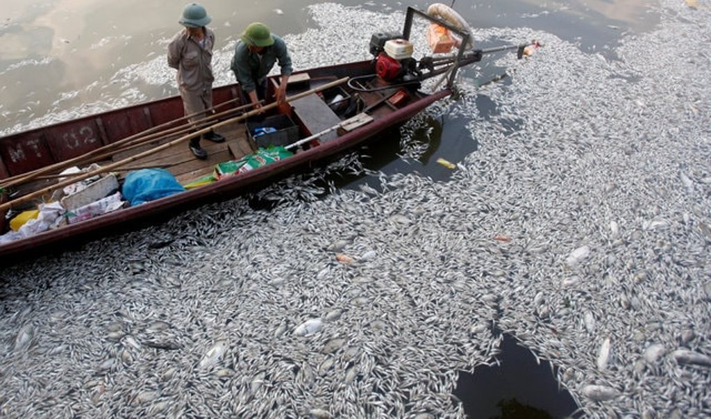 Workers collect dead fishes floating in the polluted West Lake in Hanoi, Vietnam on October 2, 2016. (Photo: Reuters)