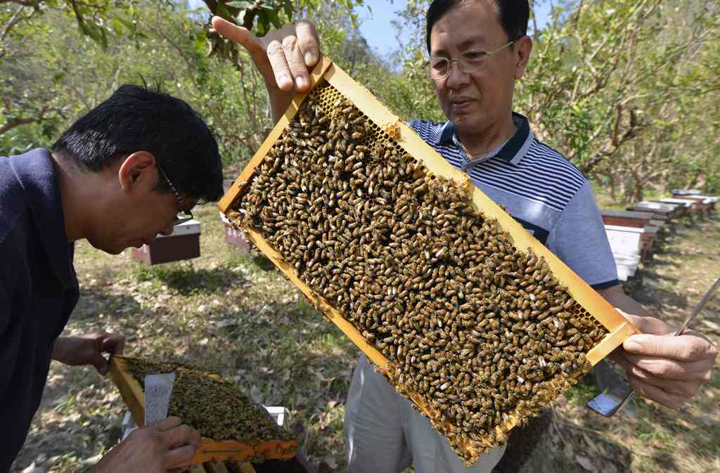 Owner of Bee Farmer cafe and education centre Huang Tung-ming (R) checking a hive next to his colleague at a bee farm in Yilan. AFP / Sam Yeh 