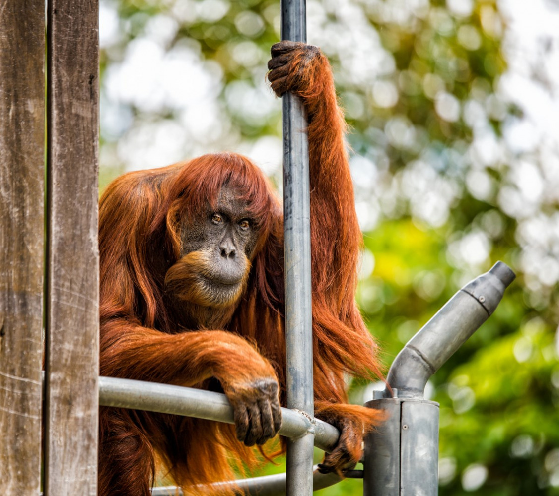 Images: Zoological Parks Authority of Western Australia (Photo credit: Alex-Asbury)