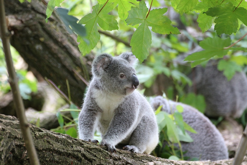 Picture of a baby Kaola used for representation only.