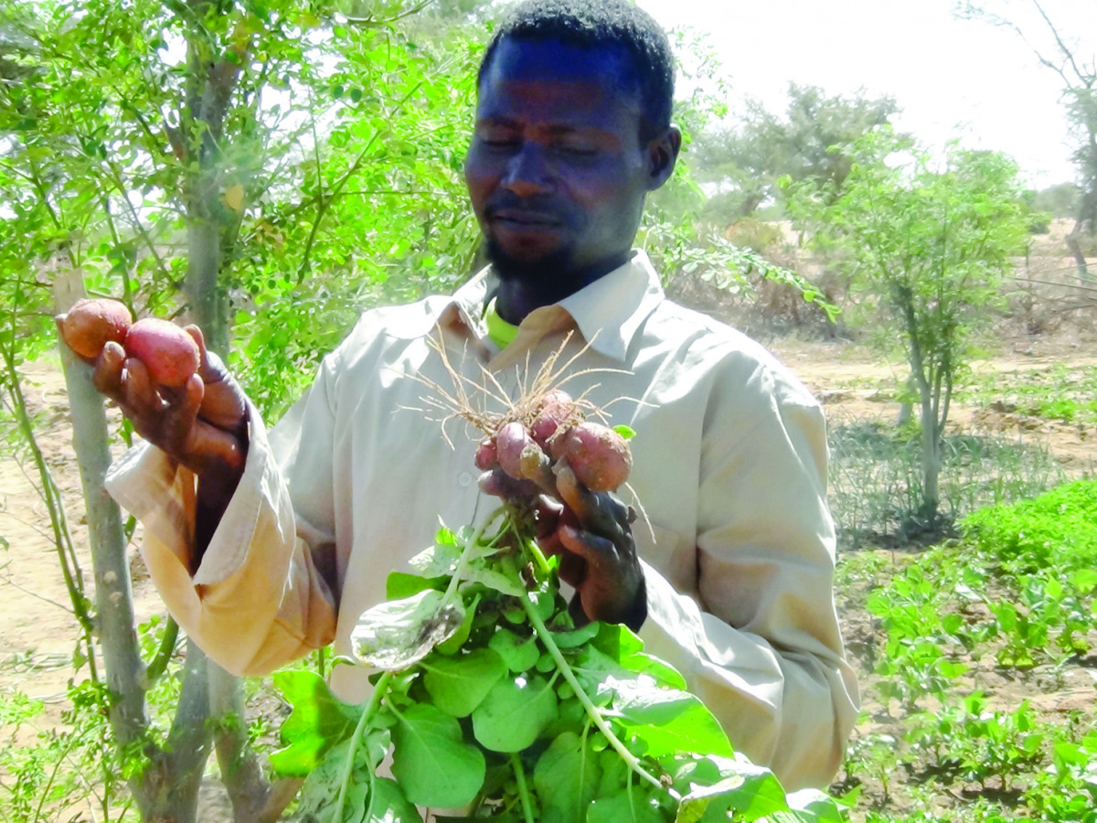 A farmer in Niger shows harvested crop.
