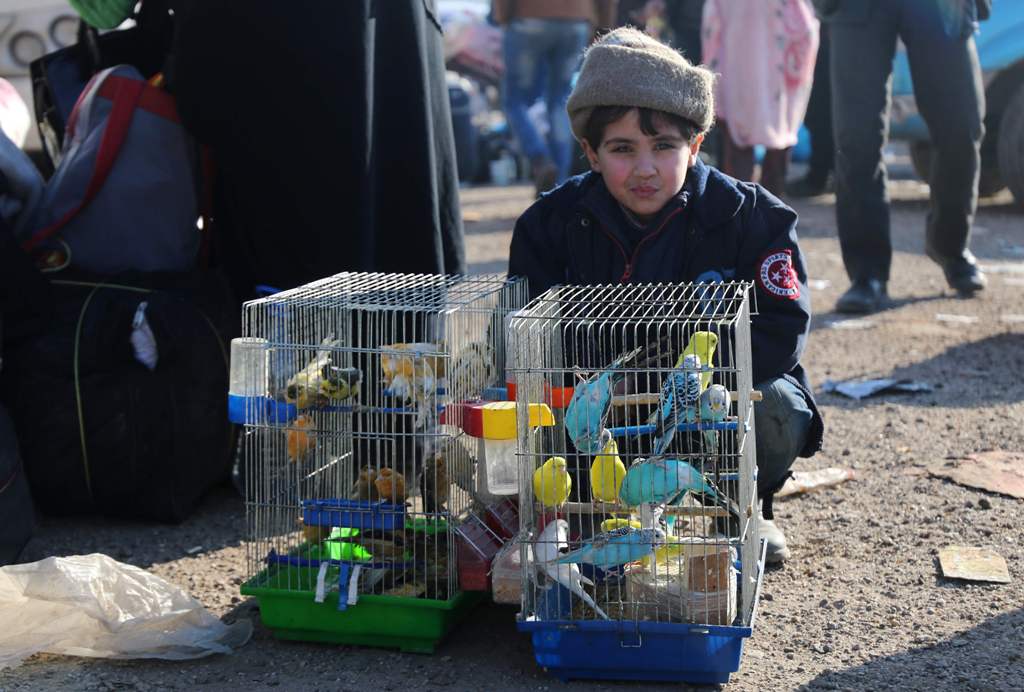 A Syrian boy, who was evacuated from the last rebel-held pockets of Syria's northen city of Aleppo, sits next to bird cages upon arriving on December 20, 2016 in the opposition-controlled Khan al-Assal region, west of the embattled city.  AFP / Baraa Al-H