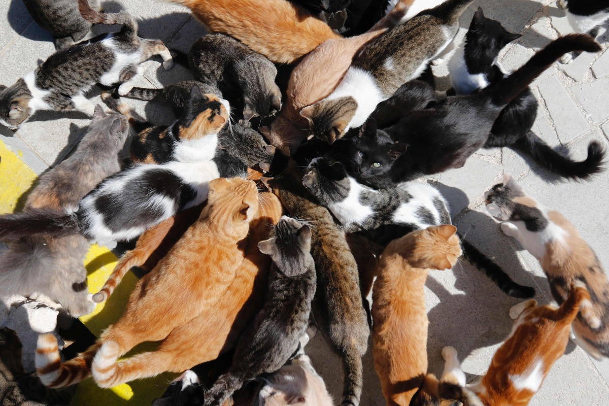 Cats eat at the Tala Monastery Cat Park in the Cypriot village of Tala, near the coastal city of Paphos, on October 4, 2016. Some 1,700 years after Empress Helena shipped the whiskered hunters over to the Mediterranean country, animal lovers are battling 