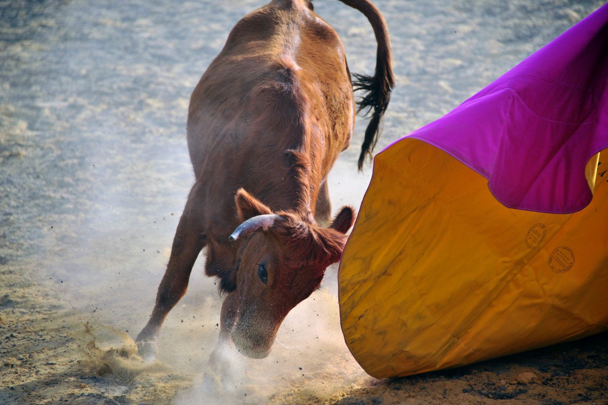 ELSEWHERE: A bull charges during a bullfighting training session at the Mondoedo's fighting bulls ranch La Holanda - the oldest in the country - in the municipality of Mosquera, on the outskirts of Bogota, Colombia, on January 17, 2017. The historic Santa