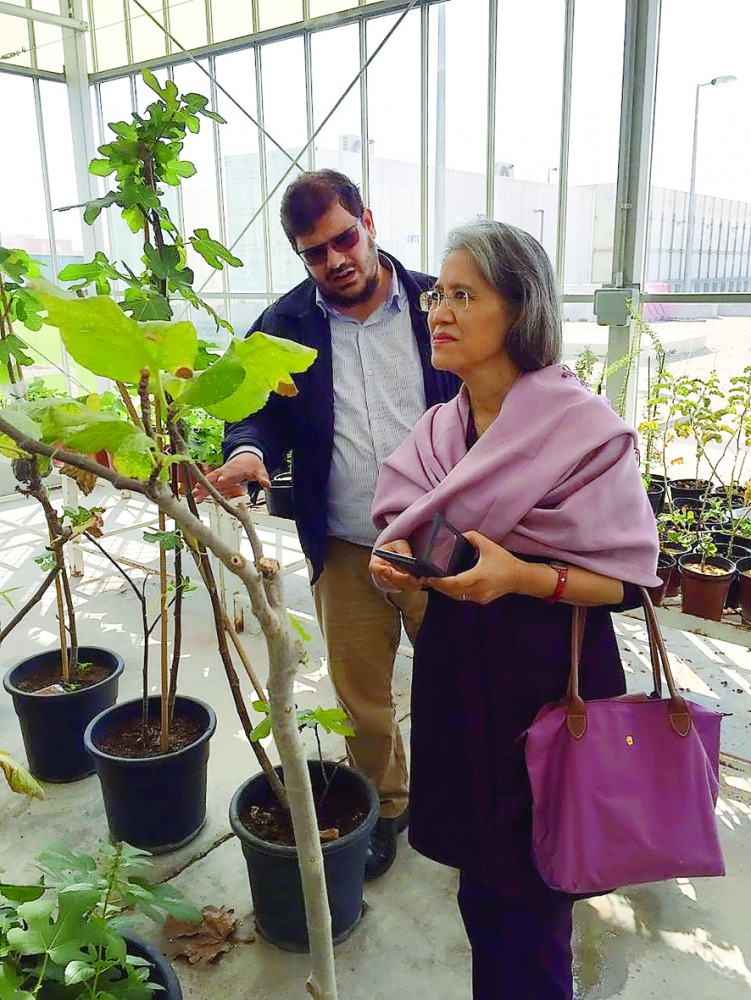 Amber Thévoz examines plants at Qur’anic Botanic Garden’s facilities at the Qatar Foundation Nursery.