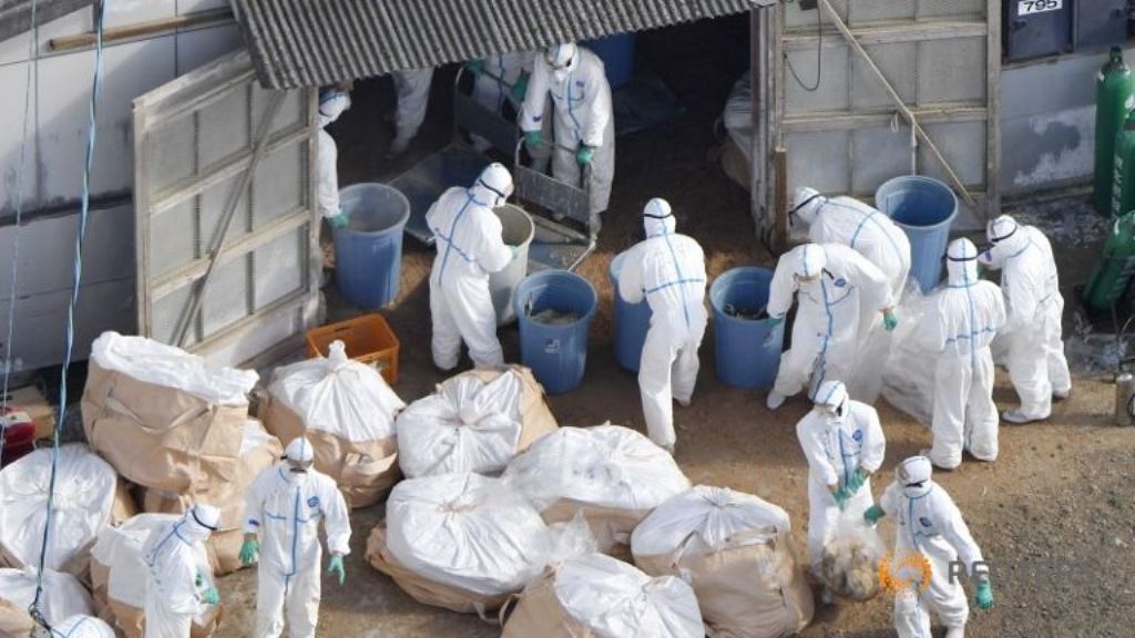 Work begins at a poultry farm in Kawaminami, Miyazaki Prefecture, southwestern Japan to bury chickens culled after a highly virulent strain of bird flu was detected in this photo taken by Kyodo December 20, 2016. Mandatory credit Kyodo/via REUTERS.