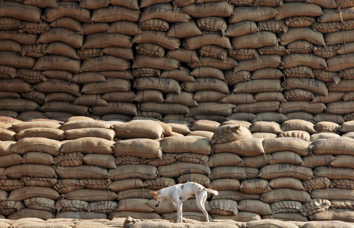 A dog stands on the heaps of sacks filled with paddy at a wholesale grain market in Chandigarh, November 18, 2016 (REUTERS / Ajay Verma) 