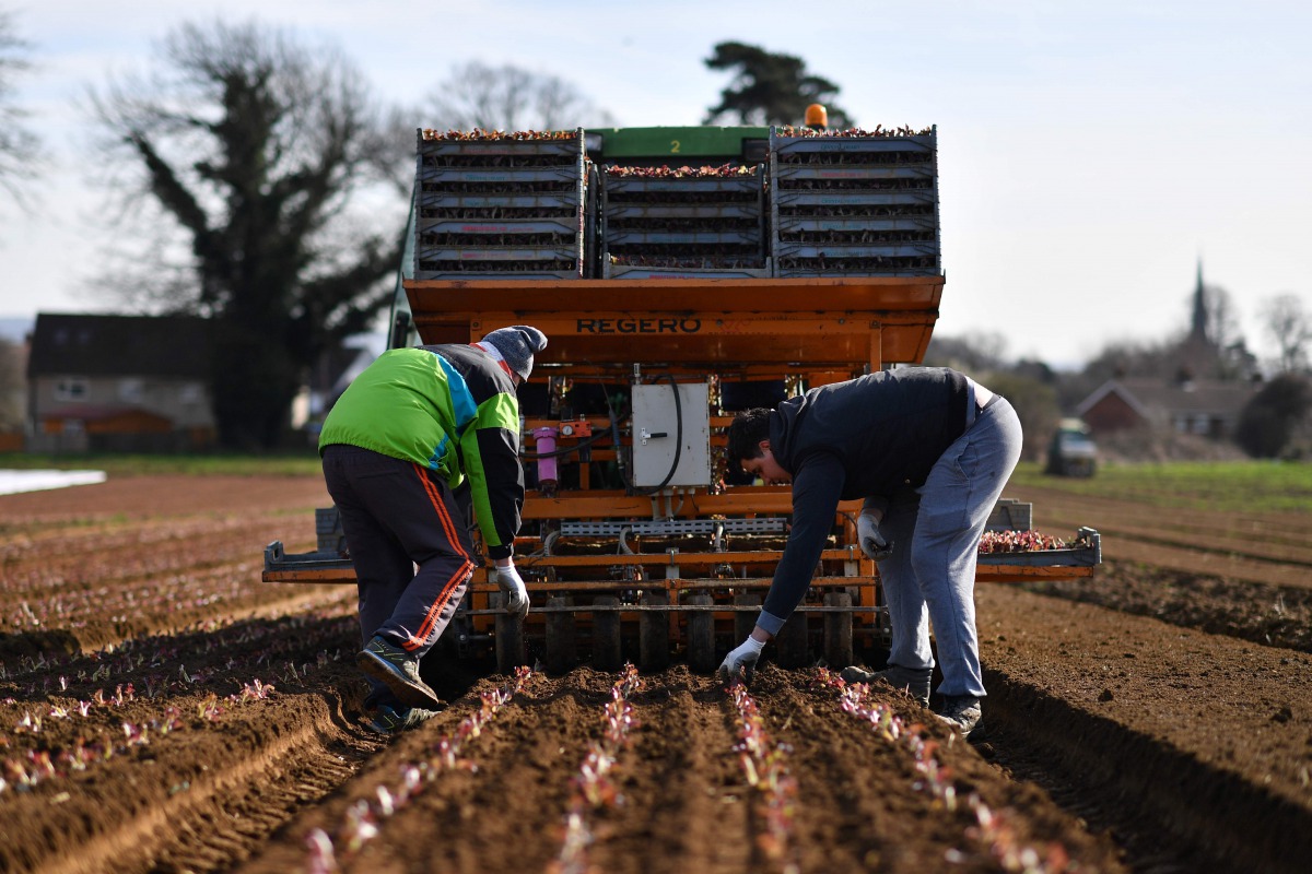 Workers plant salad crops in a field in Wrotham, south east England on March 13, 2017. Resentment about the scale of immigration helped determine the result of the Brexit vote in Kent, known as the 
