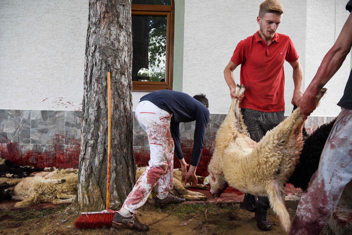 Kosovo Albanians remove slaughtered sheep in the village of Babaj Bokes, southwest Kosovo close to the Albanian border on May 6, 2017, where thousands of Albanians flooded the village to celebrate a partially religious and partially pagan feast of Saint G
