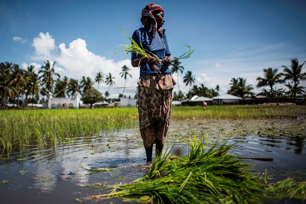 (FILES) This file photo taken on February 16, 2017 shows a Mozambican woman working in a rice paddy in Palma, where large deposits of natural gas where found offshore. AFP / John Wessels 