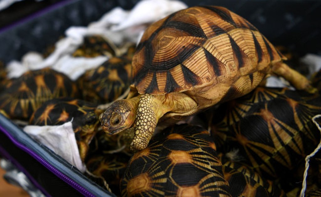 A seized endangered ploughshare tortoise is seen inside a bag at the Malaysian airport. (AFP).
