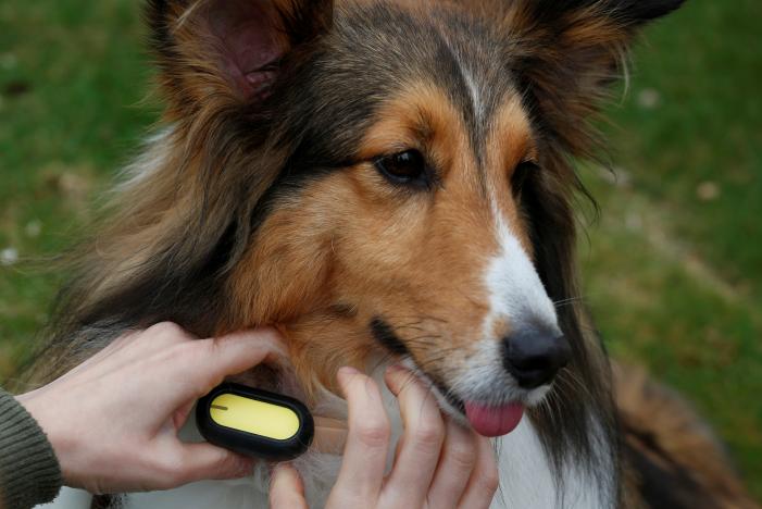 A dog wears SmartTag, a device manufactured by Suga International Holdings to monitor pet activity level, in Hong Kong, China March 14, 2017. REUTERS/Bobby Yip