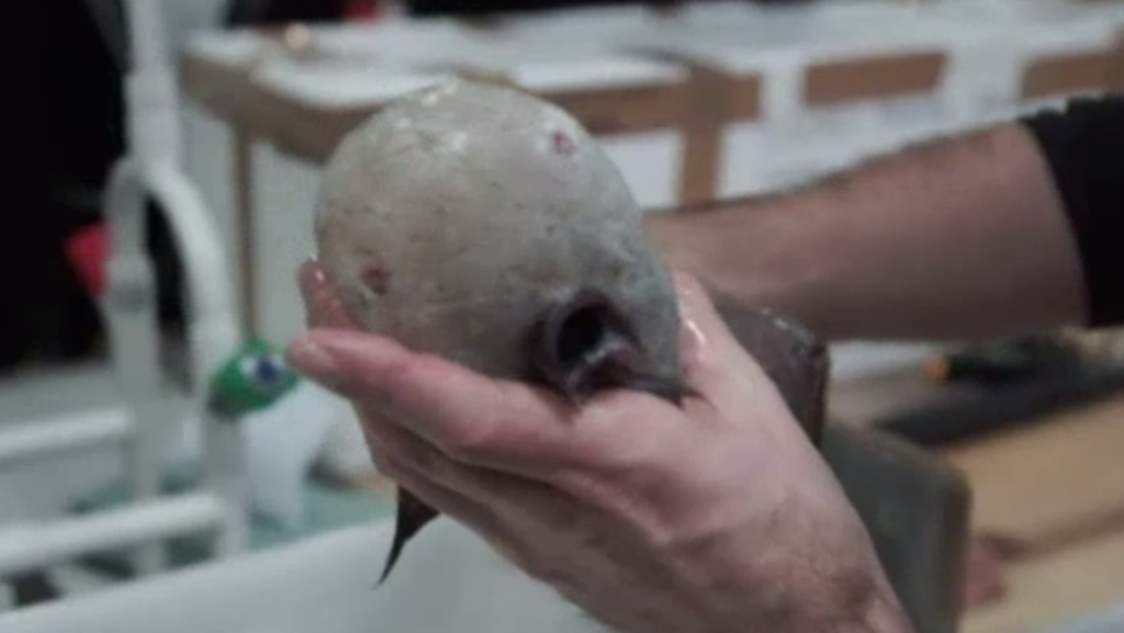 A fish without a face (pictured) has been discovered. 