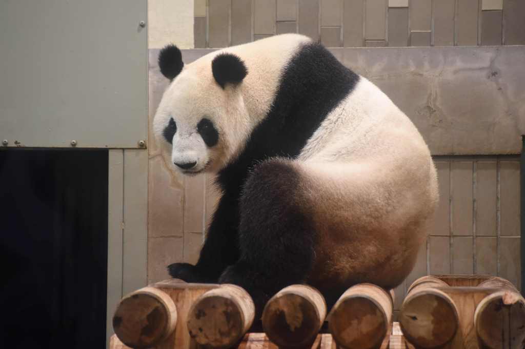 (FILES) This file photo taken on May 24, 2017 shows 11-year-old female giant panda Shin Shin taking a rest in her cage at Tokyo's Ueno Zoo. AFP / Kazuhiro NOGI
