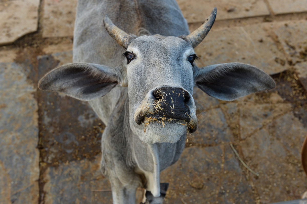 This file photo taken on November 5, 2015 shows a cow looks on at a cow shelter owned by Babulal Jangir, a rustic self-styled leader of cow raiders, and Gau Raksha Dal (Cow Protection Squad) in Taranagar in the desert state of Rajasthan. India's Prime Min