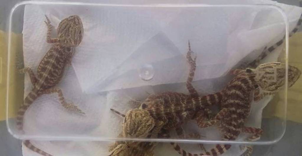 Bearded dragons - which take their name from the scales under their head that resemble a beard - are popular pets due to their hardy and tame nature. (Photo: AFP/Malaysian Border Security Agency/Handout).