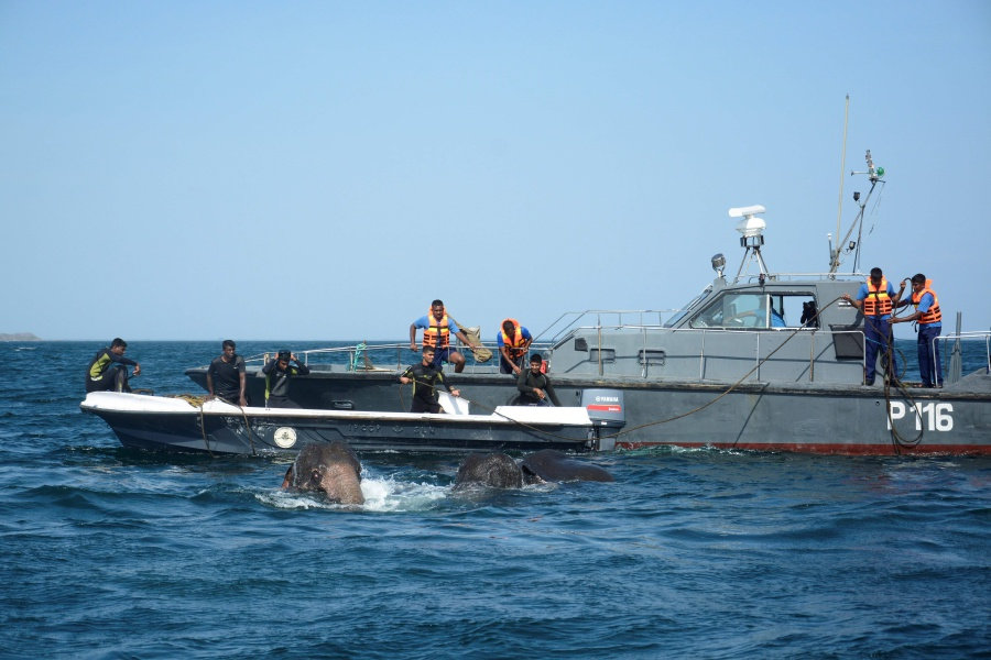 Sri Lanka navy rescues two elephants washed out to sea. (AFP / Sri Lankan Navy)