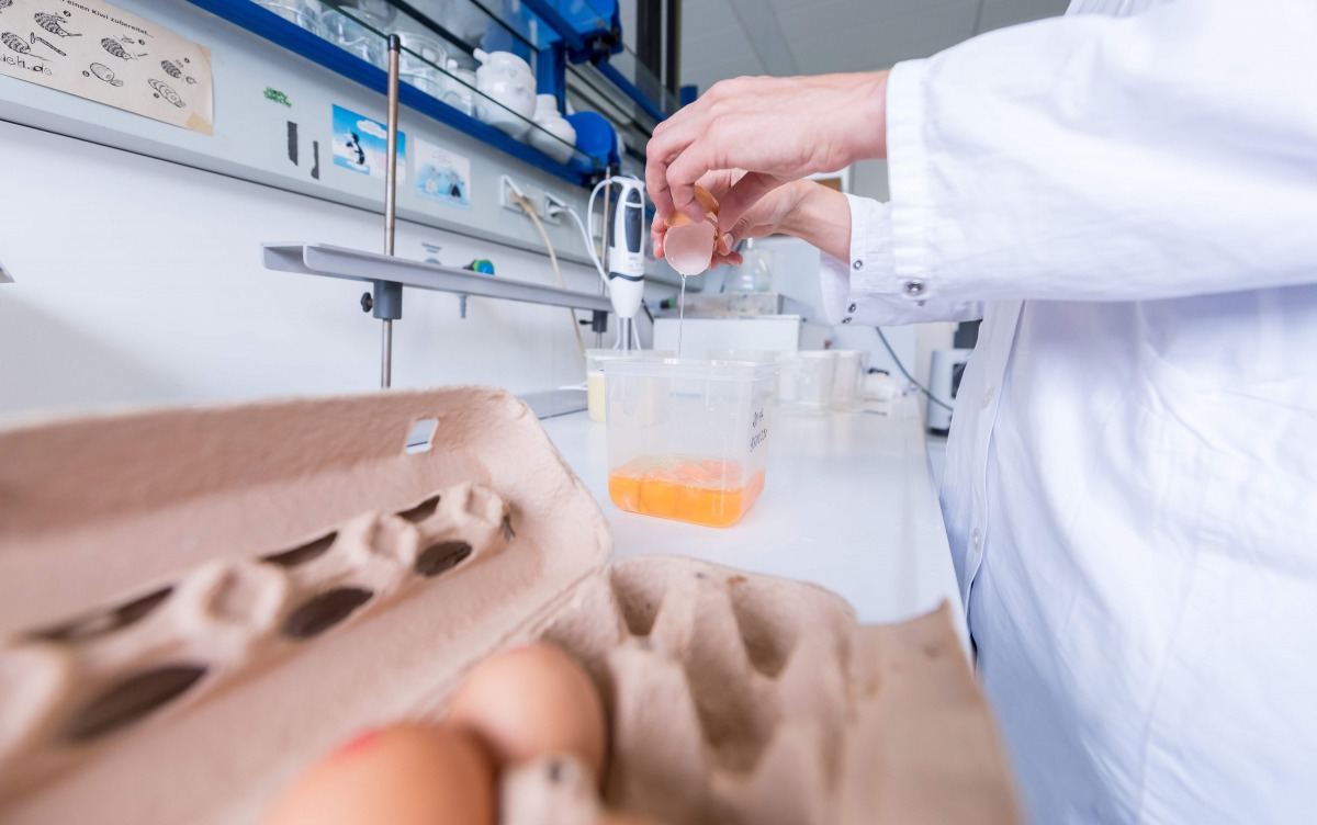 An employee of the Chemisches Veterin?runtersuchungsamt M?nsterland-Emscher-Lippe (chemical veterinary examination office) cracking an egg at the institute in Muenster, northwestern Germany, in order to analyse it on toxic residues. Supermarkets in the Ne