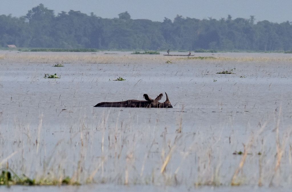 (FILES) This file photo taken on August 17, 2017 shows an Indian one-horned rhinoceros wading through flood waters at the flooded Pobitora wildlife sanctuary in India's northeastern Assam state. AFP / Biju BORO
