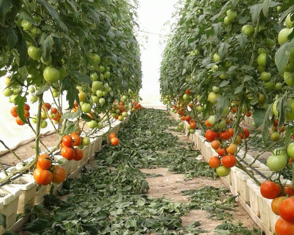 Tomatoes getting ready for local market in a Qatar farm. 