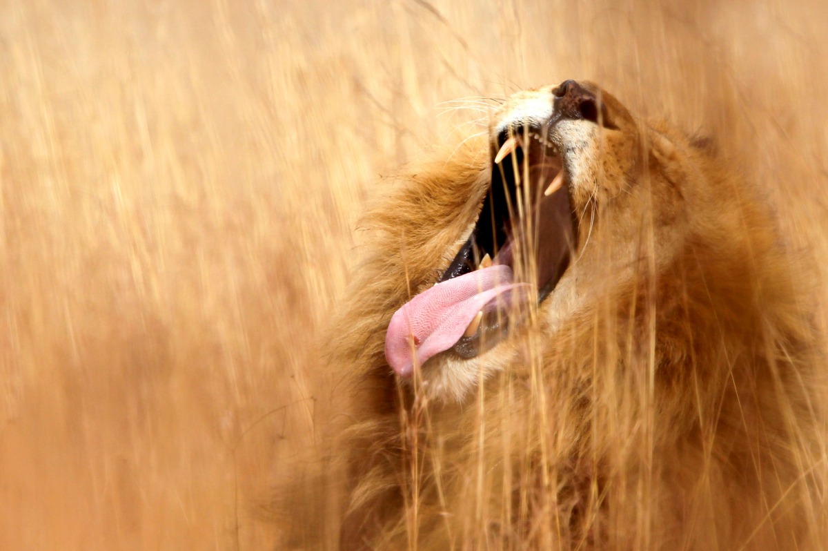 A lion yawns at a nature reserve on the outskirts of Pretoria, South Africa June 29, 2010. REUTERS/Enrique Marcarian/File Photo