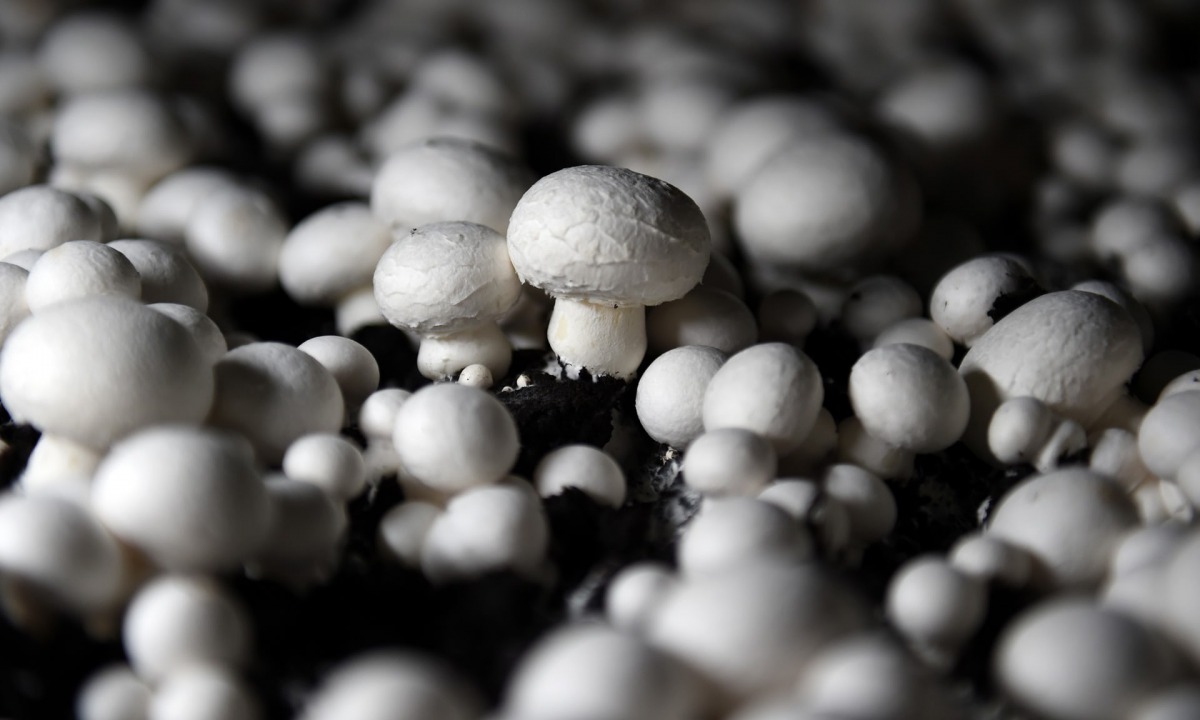 Mushroom gathering is a national obsession in Latvia.