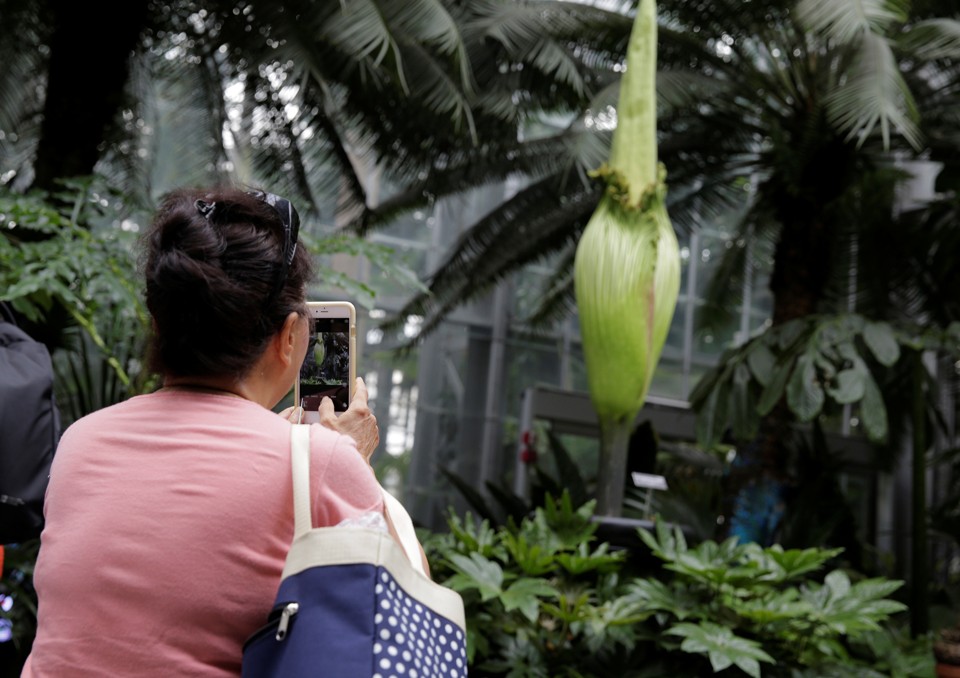 Such gardens, which often double as research centres, house only a quarter of tropical flora, as opposed to 60 percent of plants native to temperate climes. (Reuters file photo / Joshua Roberts) 