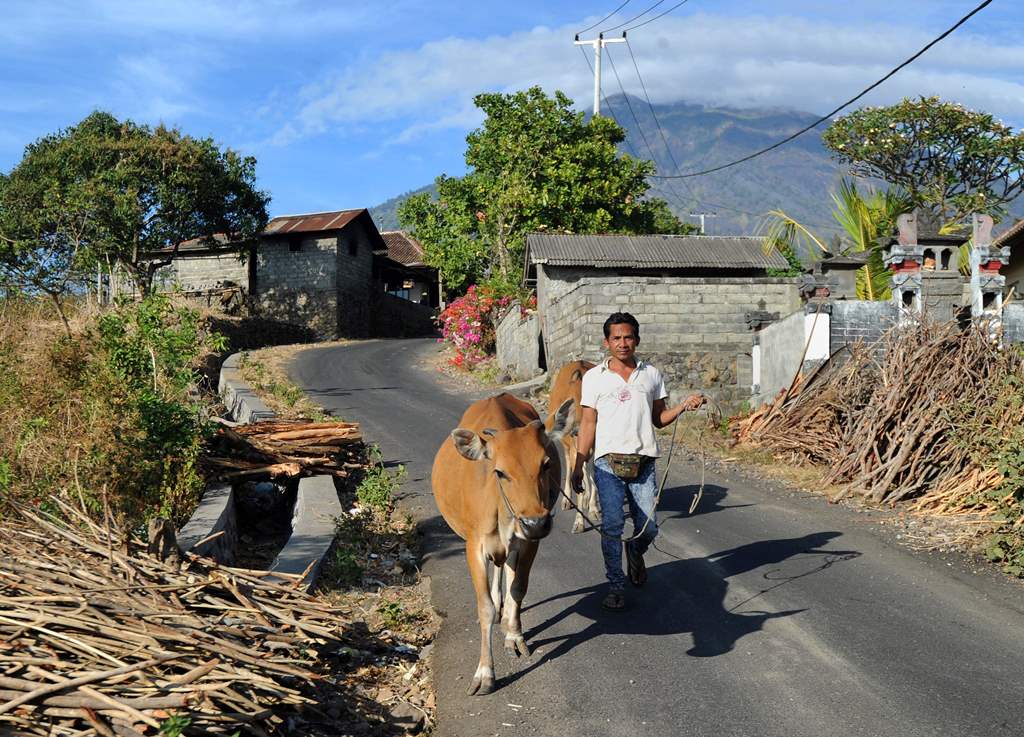 A farmer moves cattle from his land in Karangasem Regency on the Indonesian resort island of Bali on September 26, 2017, as Mount Agung volcano looms in the background. AFP / SONNY TUMBELAKA
