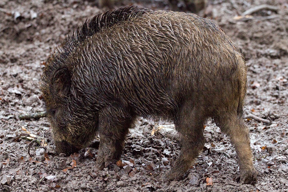 Representational image of a wild boar. 