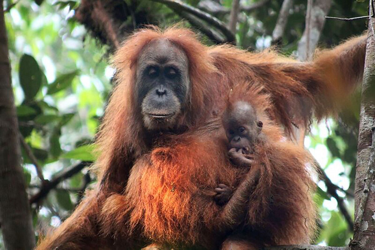 Tapanuli orangutan, which is genetically and morphologically distinct from both Bornean and Sumatran orangutans, and therefore is a separate species at the Batang Toru Ecosystem in North Sumatra, south of Lake Toba.  AFP Photo / Sumatran Orangutan Conserv