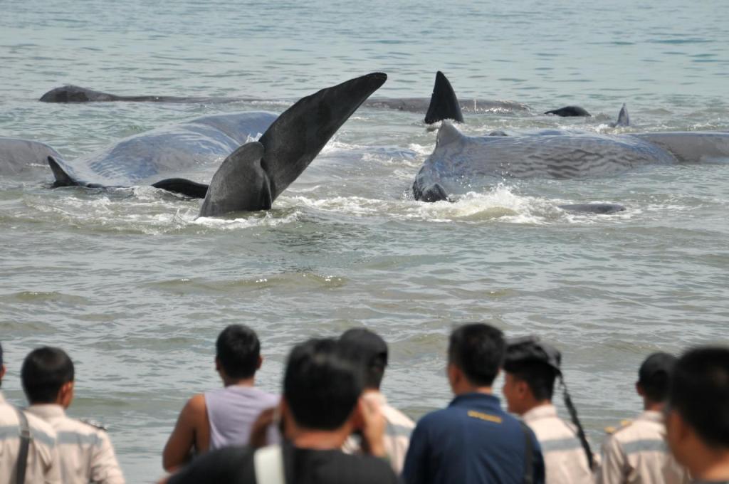 Locals look on as a pod of sperm whales are stranded in shallow water in Durung Village, Aceh Besar, Aceh, Indonesia November 13, 2017 in this photo taken by Antara Foto. Antara Foto/Ampelsa/ via REUTERS