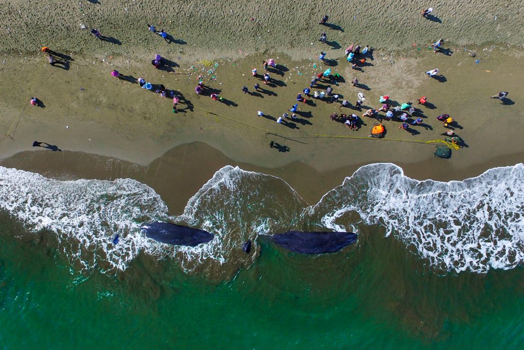 This aerial picture shows villagers looking at two dead sperm whales on a beach in Aceh Besar on November 14, 2017.  AFP / Chaideer MAHYUDDIN
