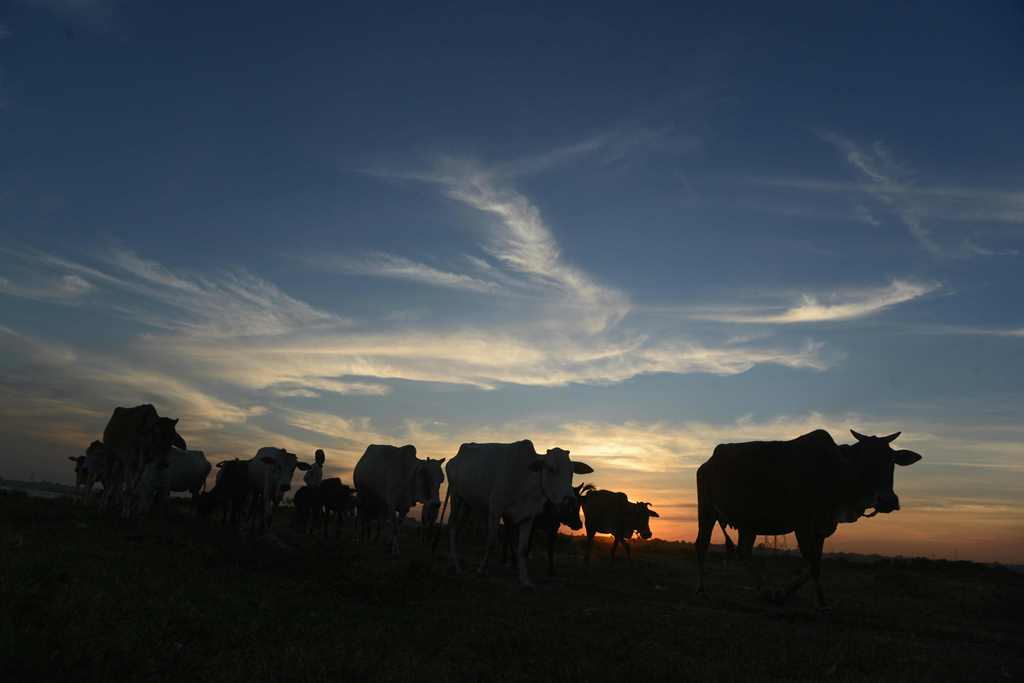 An Indian herder walks with his cows during sunset on the outskirts of Siliguri on November 14, 2017. Image used for representation only. AFP / DIPTENDU DUTTA
