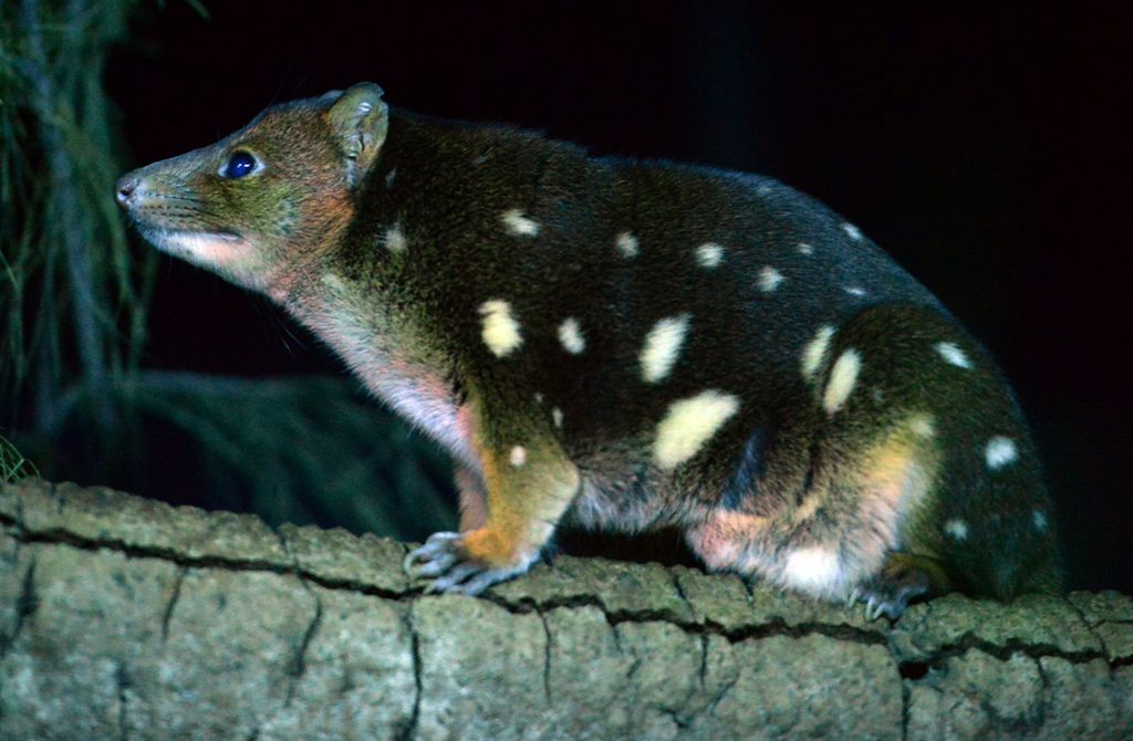 A file photo of a spotted tiger quoll seen in its enclosure at Taronga Zoo in Sydney May 7, 2014. / AFP / PETER PARKS