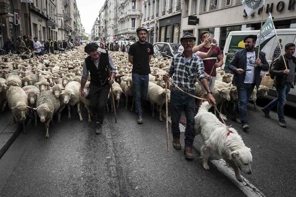 (FILES) This file photo taken on October 09, 2017 shows French breeders and farmers demonstrating with their animals in Lyon to draw attention to rising wolf attacks on sheep herds and against the agriculture ministry's 2018-2023 'wolf plan'. AFP / JEAN-P