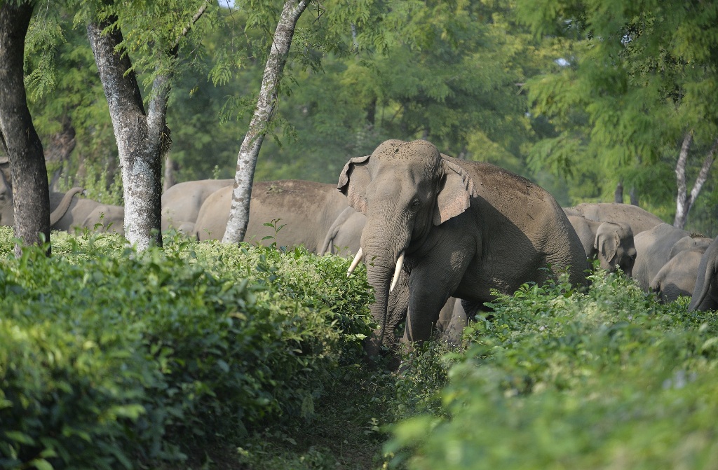 A train has struck and killed five elephants as they crossed over tracks at a tea plantation in northeast India. Photo: AFP / Diptendu Dutta.