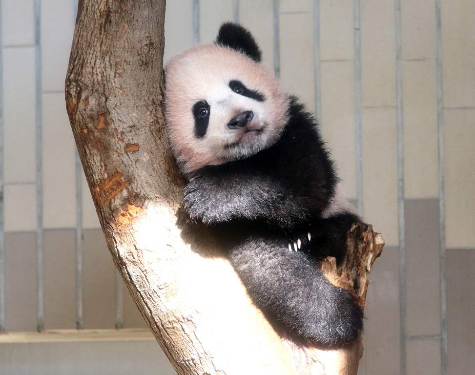 Baby panda Xiang Xiang plays at its enclosure during a press preview at Ueno Zoo in Tokyo on December 18, 2017. AFP / Pool / Yoshikazu Tsuno 