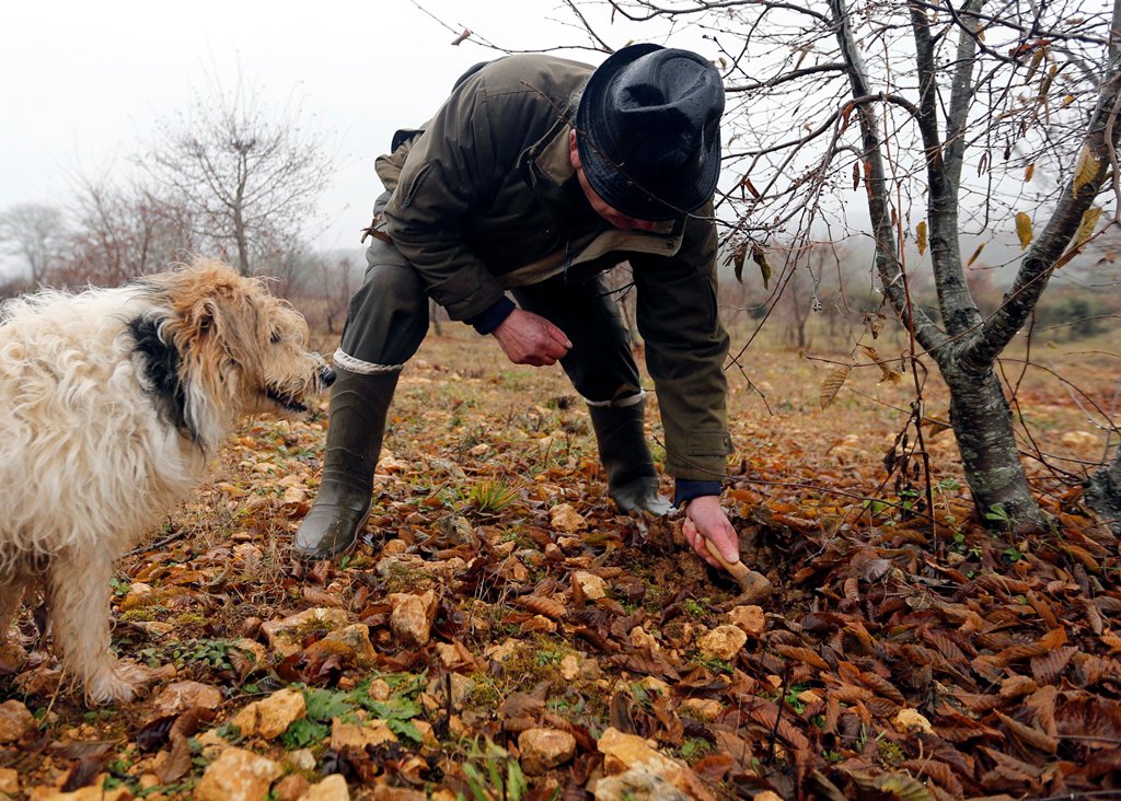 A truffle producer and his truffle-sniffing dog checks out black truffles (Truffes du Perigord) named Tuber melanosporum, in Sainte-Alvere, France, December 18, 2017. REUTERS/Regis Duvignau

