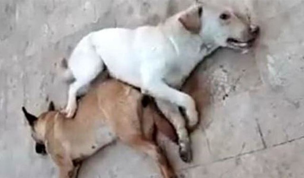 Photo credit: Lebanon Debate 