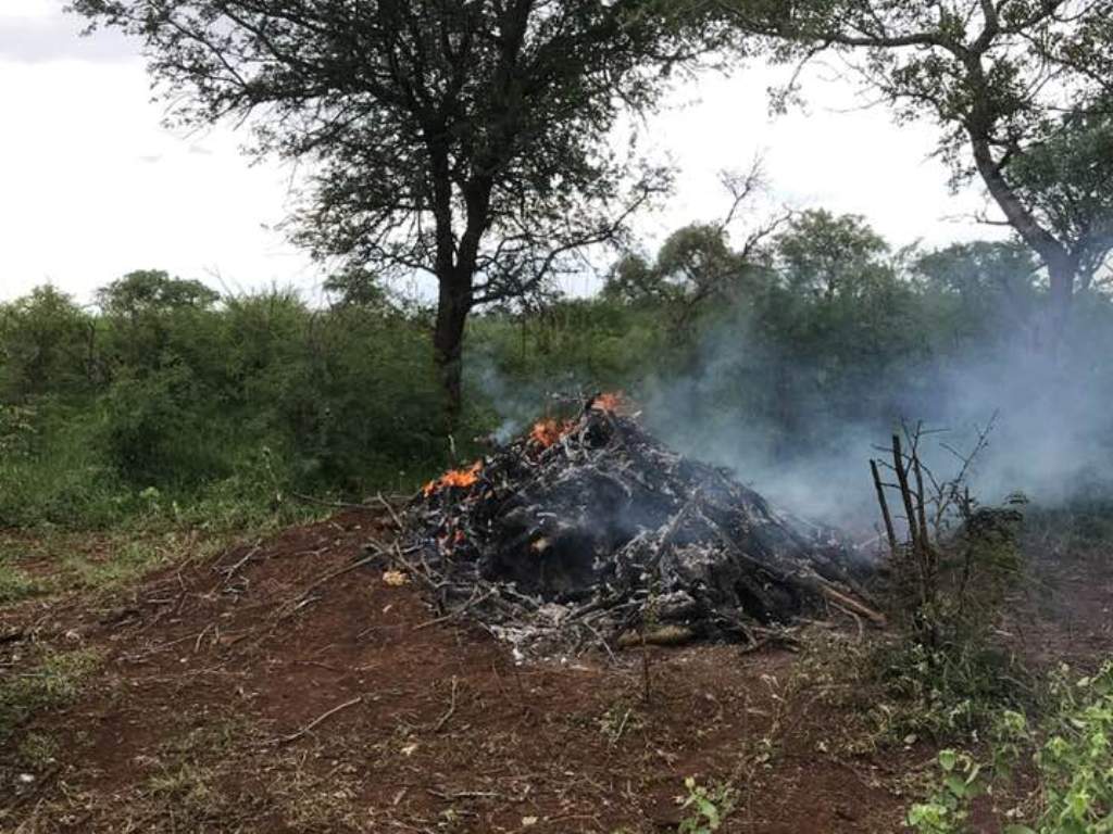 Andre Botha shared this photo with caption on his facebook:  104 Critically endangered vultures were impacted by a deliberate poisoning of an elephant carcass in the Mbashene communal area in southern Mozambique.
