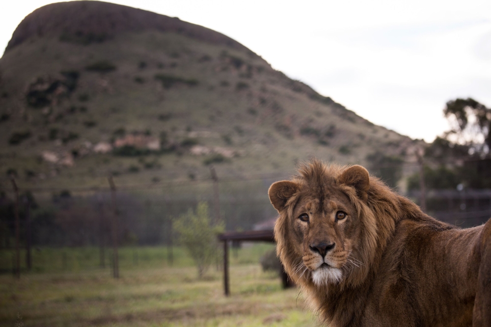 This handout photo released by animal charity Four Paws shows  Simba, the lion born in the Montazah Al-Morour Zoo in Eastern Mosul in Iraq, in 2014 during the war,  after being released into his new adaptive enclosure at the Lionsrock animal sanctuary in 