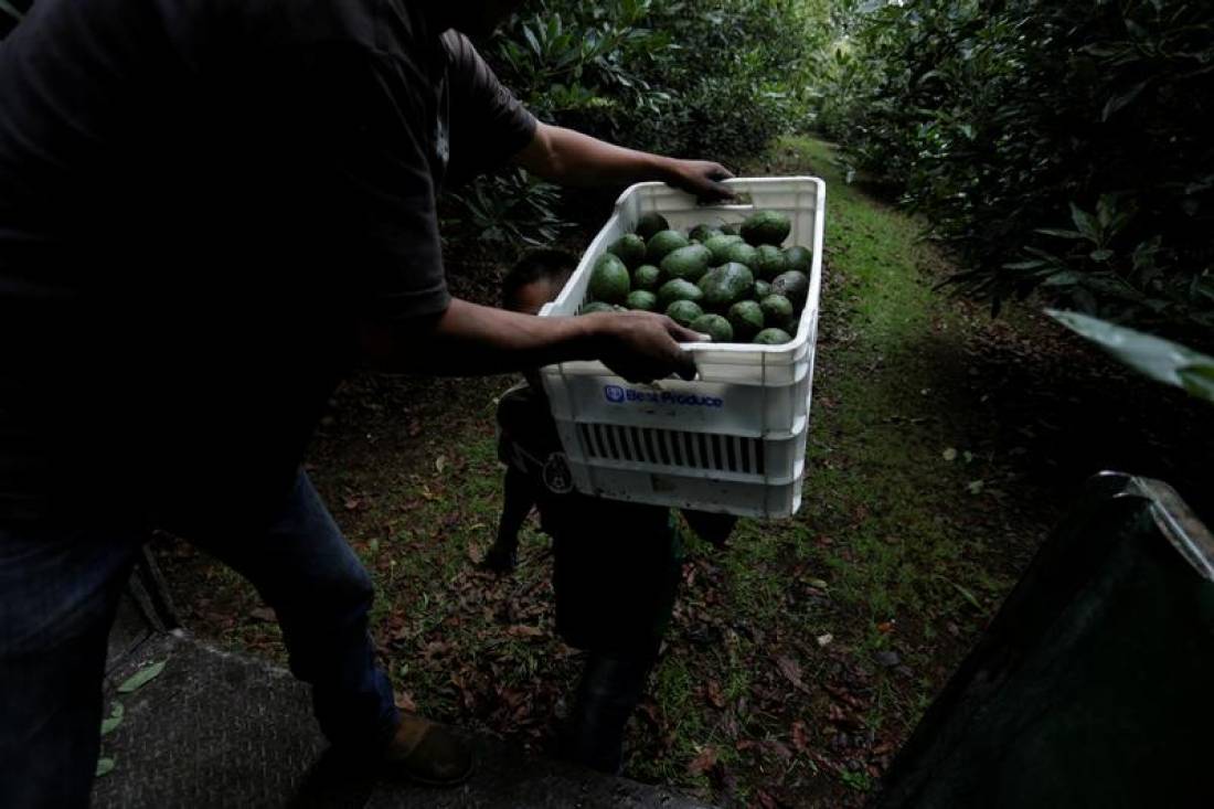A farm worker loads a crate of freshly picked avocados into a truck at a plantation in Tacambaro, in Michoacan state, Mexico, June 7, 2017. Reuters/Alan Ortega          