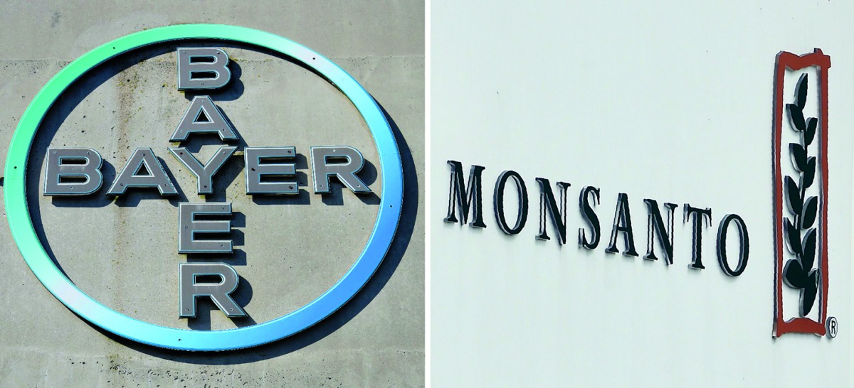 Combo of file photos shows the logo of German pharmaceutical giant Bayer (Left, on September 8, 2016 in Leverkusen) and the logo of Monsanto at it's Belgian manufacturing site and operations centre (on May 24, 2016 in Lillo near Antwerp). AFP / Patrik Sto