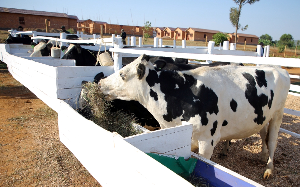 Cows eat in the cowshed at the model village, where India Prime Minister Narendra Modi gifted 200 cows to villagers who do not yet own one, as part of the Rwandan Government's Girinka 