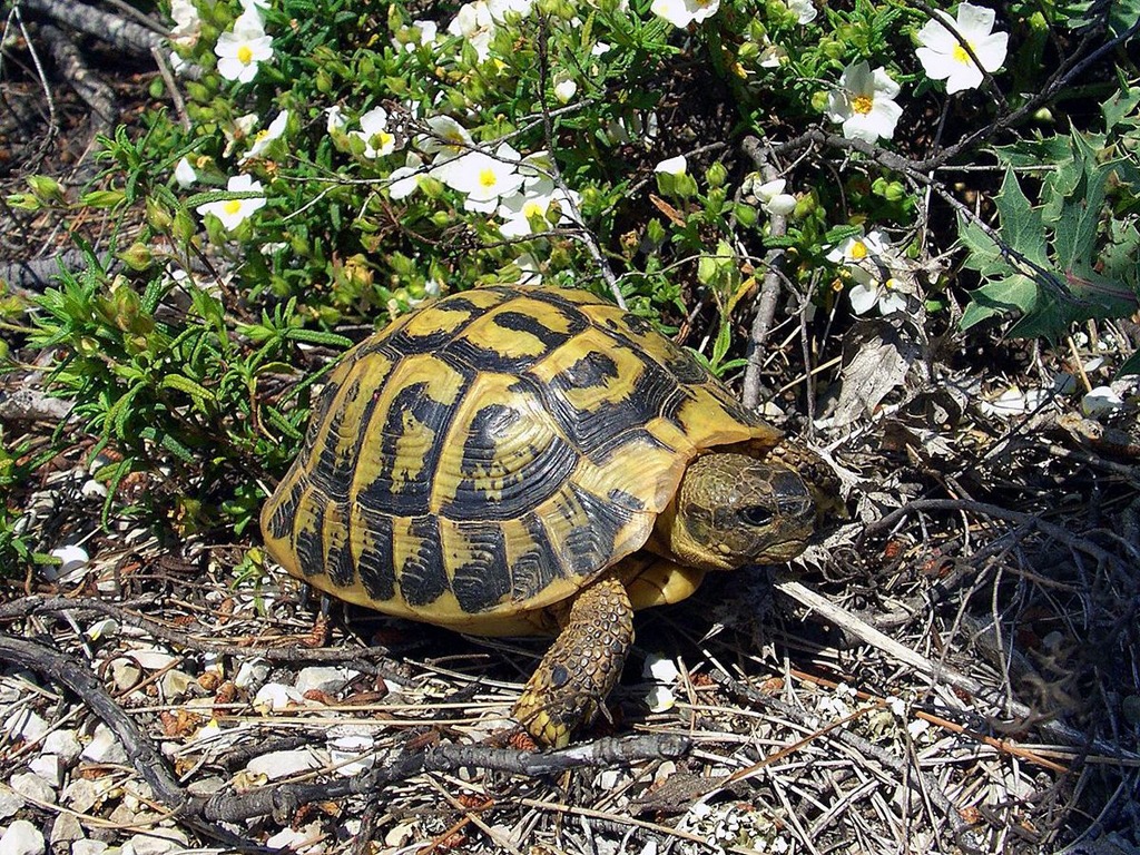 Image of Hermann's tortoises taken from wikipedia.