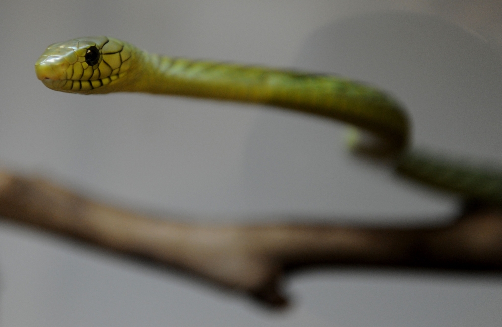A venomous West African Green Mamba snake that was reported to be on display in the new Reptile House at the Los Angeles Zoo is seen on September 23, 2010.  AFP / Mark Ralston 

 