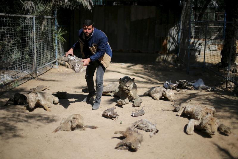 FILE PHOTO: Palestinian Mohammad Oweida, a zoo owner, shows stuffed animals that died during the 2014 war in Khan Younis in the southern Gaza Strip, March 7, 2016. Reuters/Ibraheem Abu Mustafa
