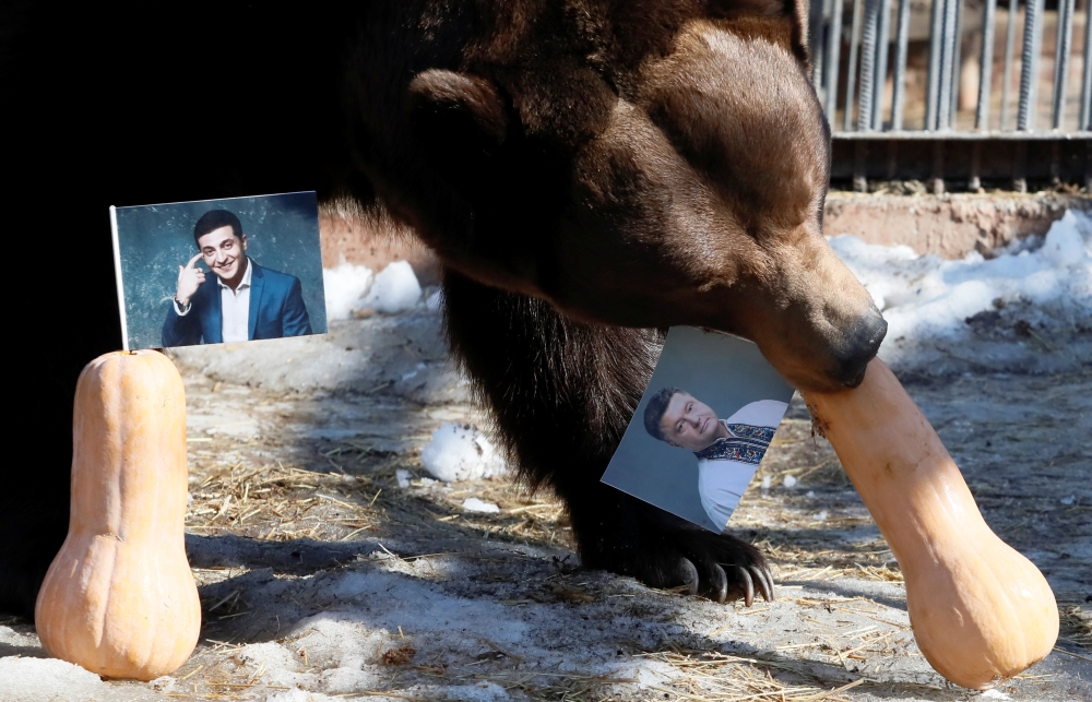 Buyan, a male Siberian brown bear, chooses a pumpkin with a photograph of candidate Petro Poroshenko while attempting to predict the winner of the Ukrainian presidential election, as a photo of candidate Volodymyr Zelenskiy is placed nearby, during an eve